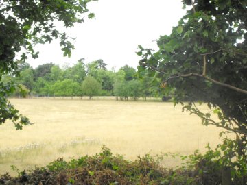  adjoining farmland