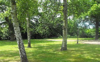 part of the garden